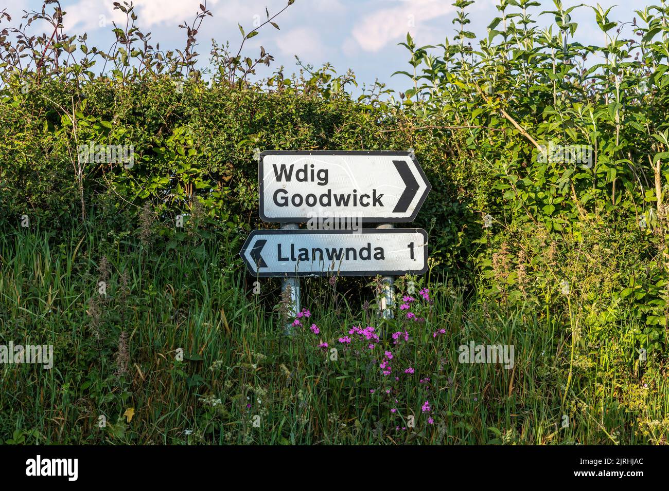 Wdig Goodwick and Llanwnda road sign surrounded by bush plants,  Wales, UK Stock Photo