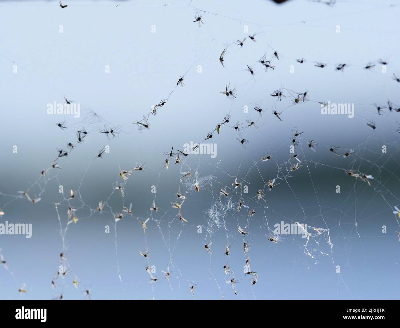 Berlin, Germany. 30th May, 2021. 30.05.2021, Berlin. Various mosquitoes hang dead in the web of a spider. " Credit: Wolfram Steinberg/dpa Credit: Wolfram Steinberg/dpa/Ģ����ý Live News Stock Photo