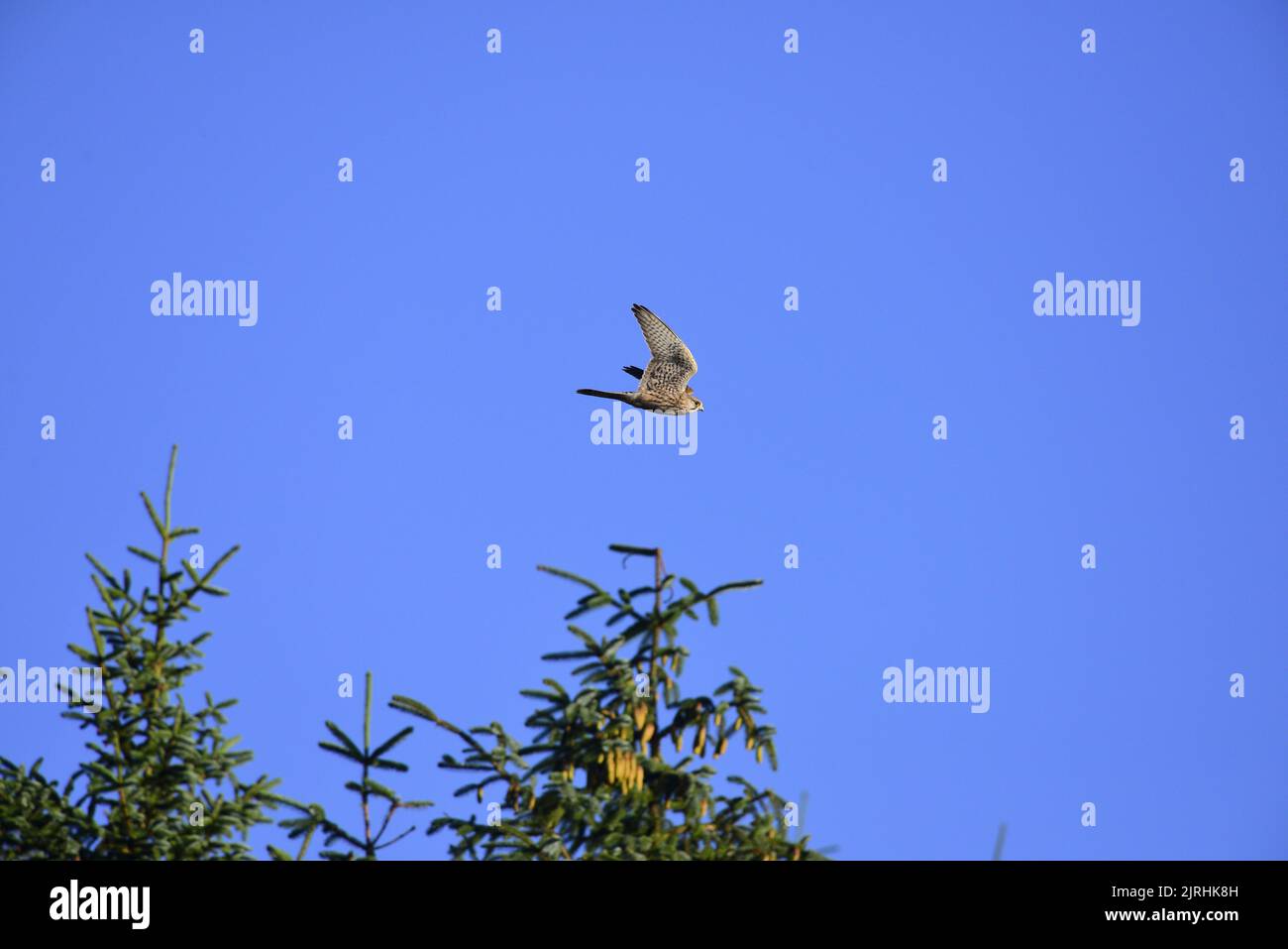 Kestrel in flight Stock Photo