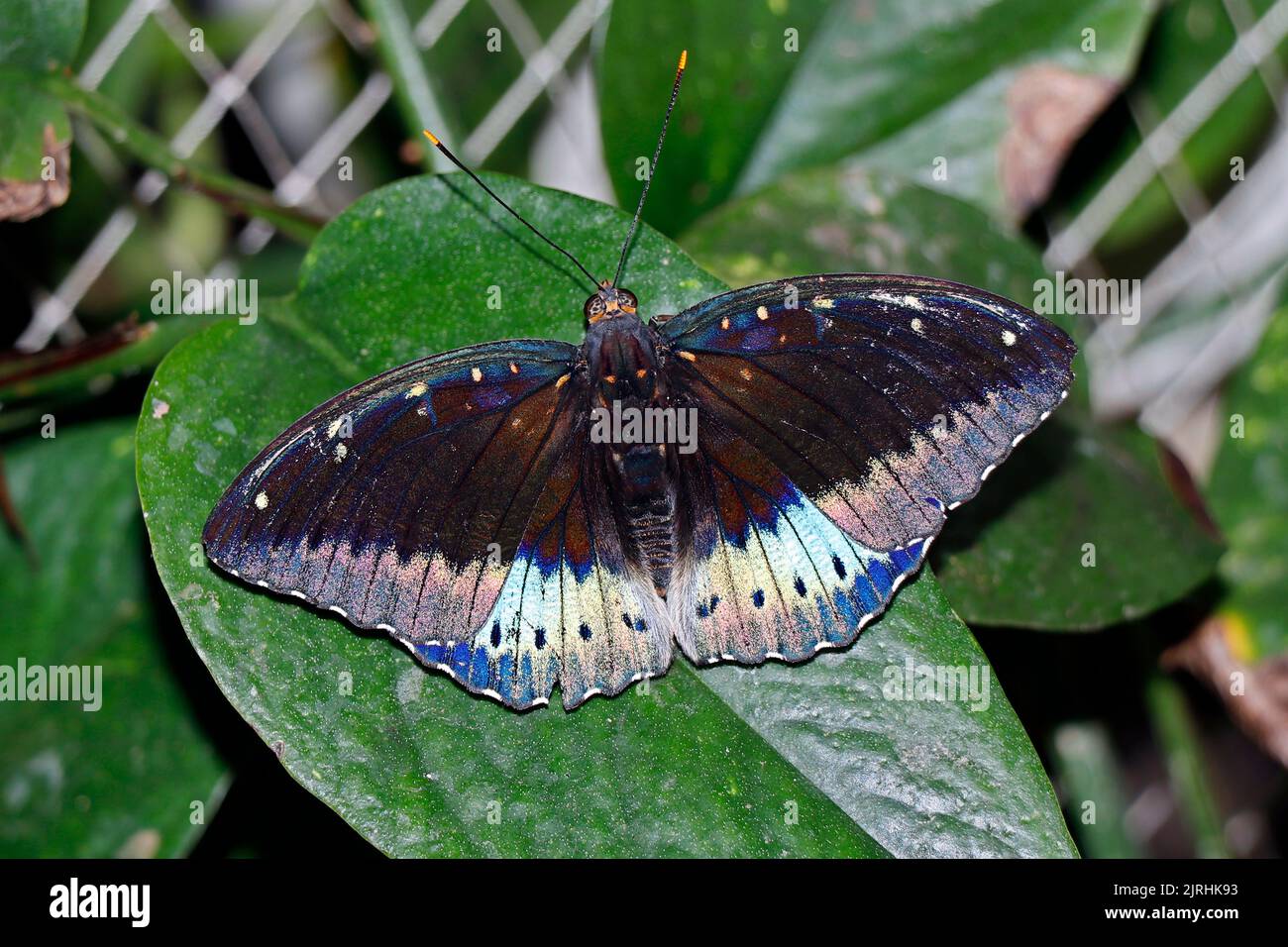 beautiful blue clipper butterfly sitting on a leaf Stock Photo