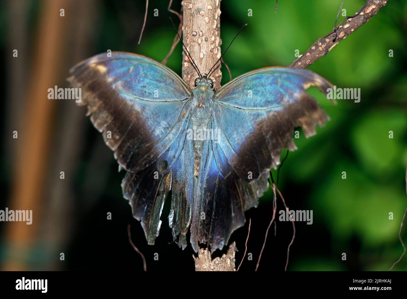 Genus morpho hi-res stock photography and images - Alamy