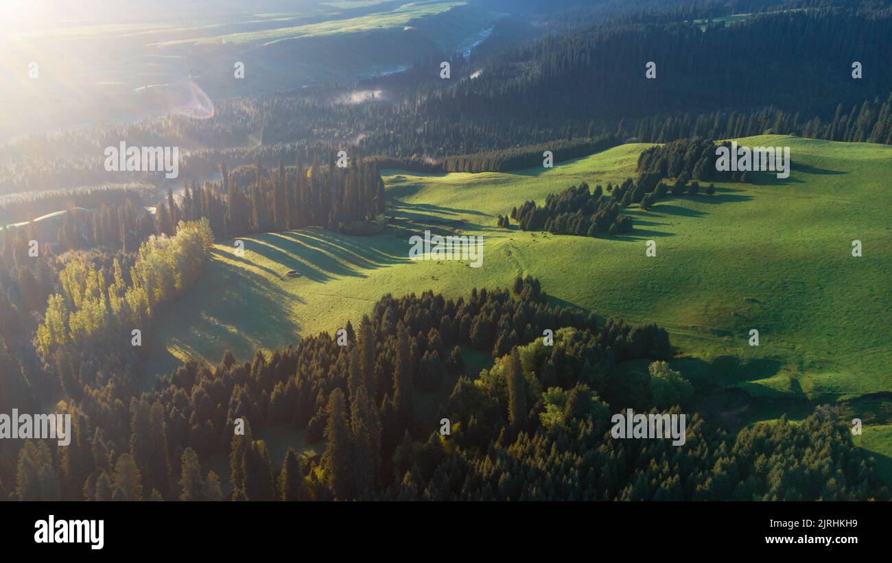 An aerial view of the green fields and trees Stock Photo - Alamy