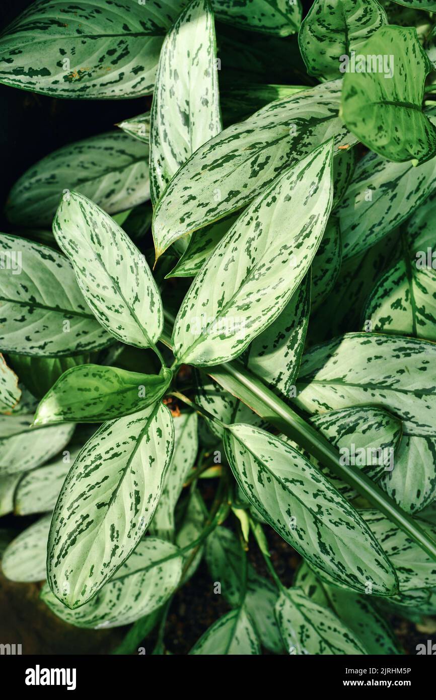 Tropical 'Aglaonema Commutatum Silver Queen' plant with beautiful silver markings on leaves Stock Photo