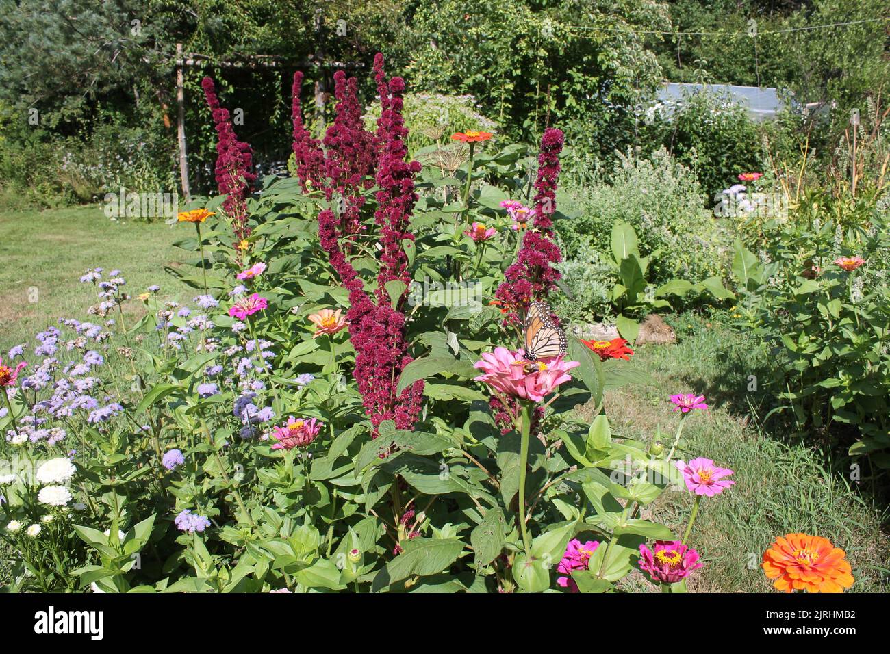 Wildflowers garden butterfly hi-res stock photography and images - Alamy