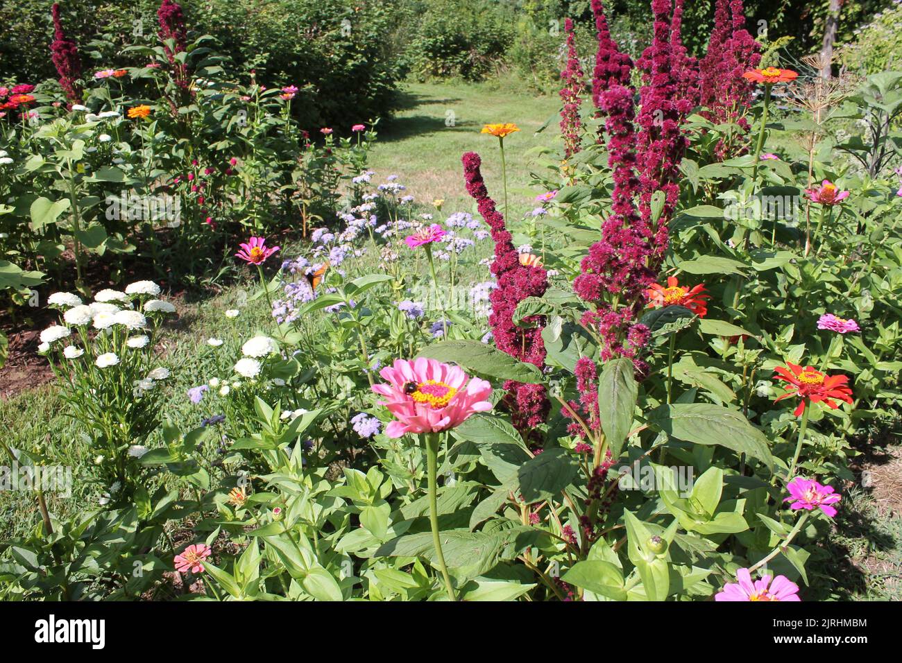 Wildflowers garden butterfly hires stock photography and images Alamy
