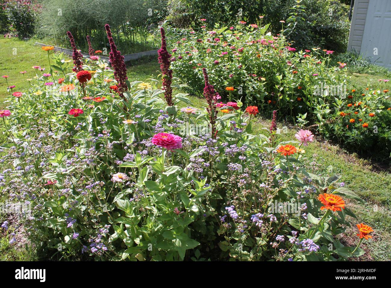 Wildflowers garden butterfly hi-res stock photography and images - Alamy