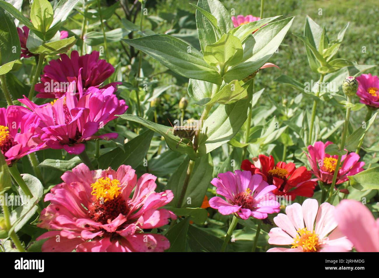 Wildflowers garden butterfly hi-res stock photography and images - Alamy