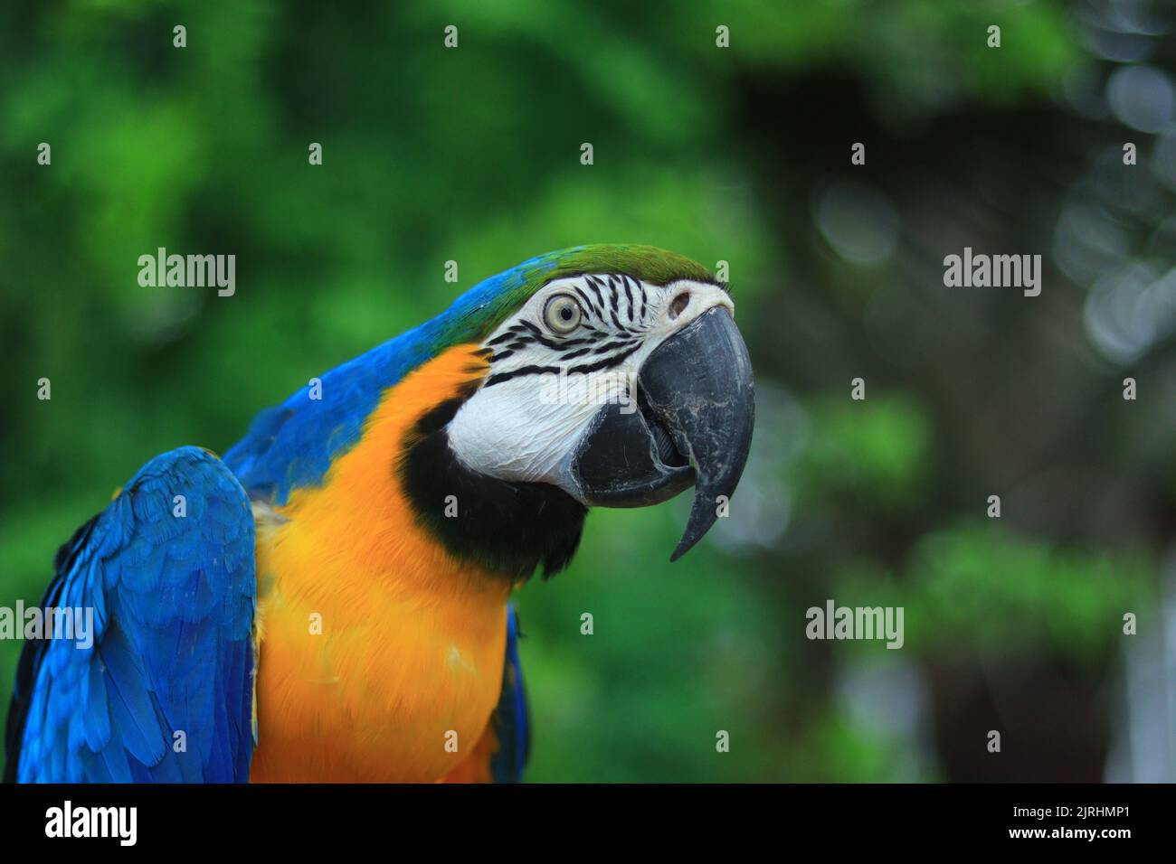 Parrot macaw looking around hi-res stock photography and images - Alamy