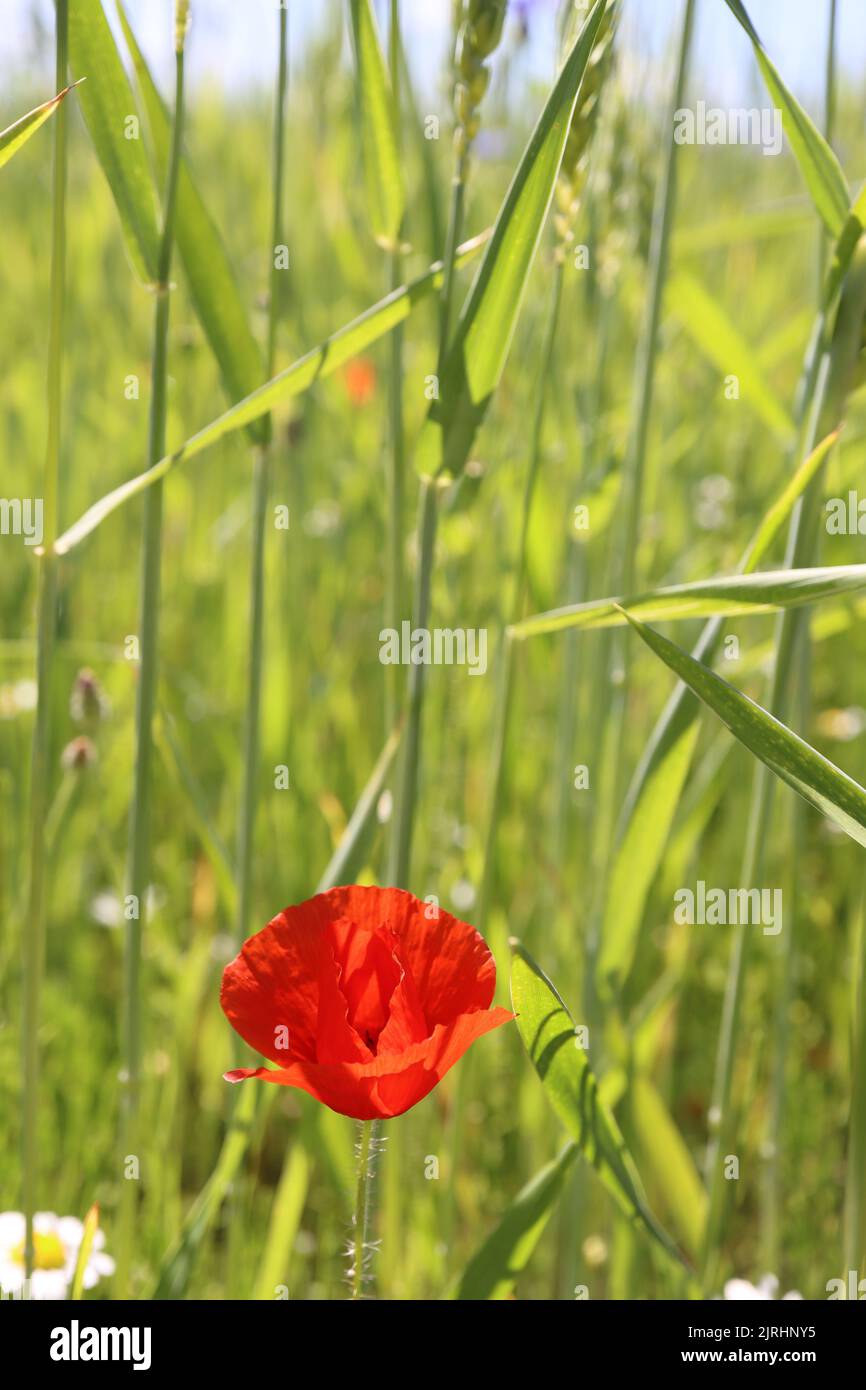 A vertical shot of a poppy flower in the field during daytime Stock Photo