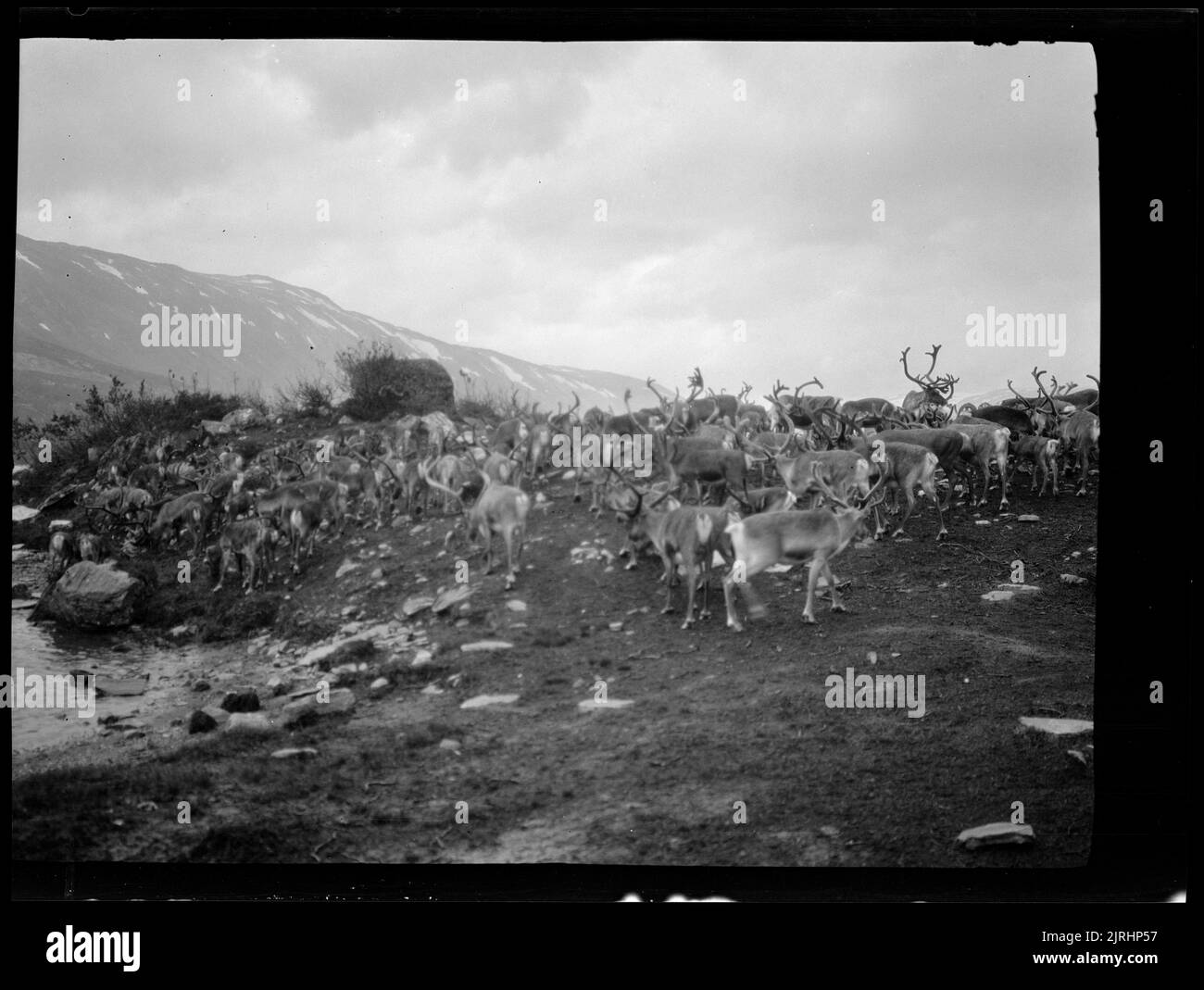 Herd of reindeer, 1929, Norway, maker unknown. Stock Photo