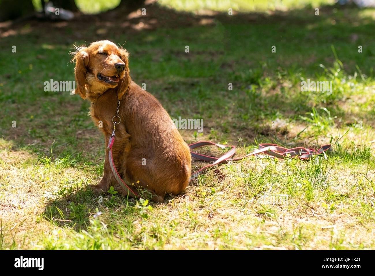 Puppy English Cocker Spaniel in the woods for a walk Stock Photo Alamy