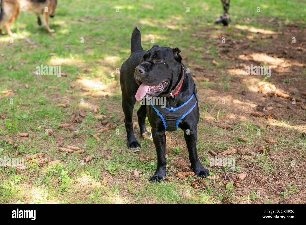Cane Corso in unloading, in the forest, for a walk. Stock Photo