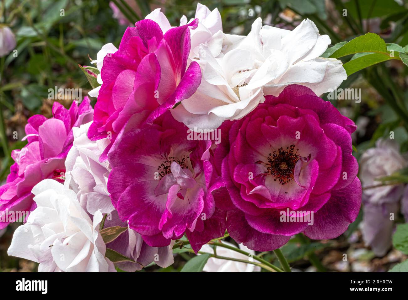 Flowers of ‘Brilliant Pink Iceberg’ Floribunda Rose Stock Photo