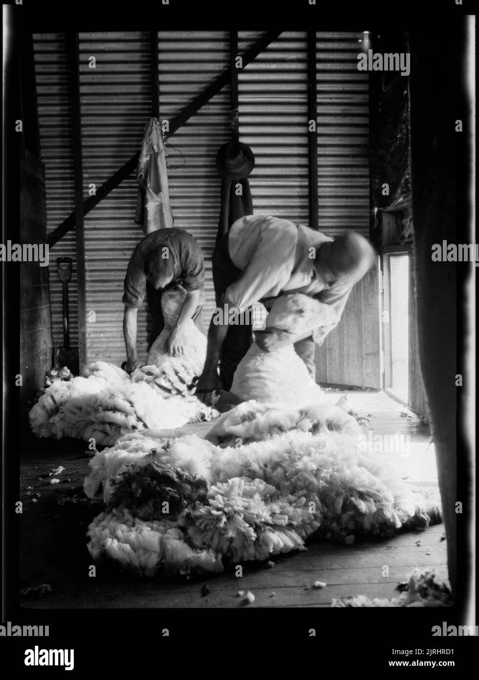 Shearers at work hires stock photography and images Alamy