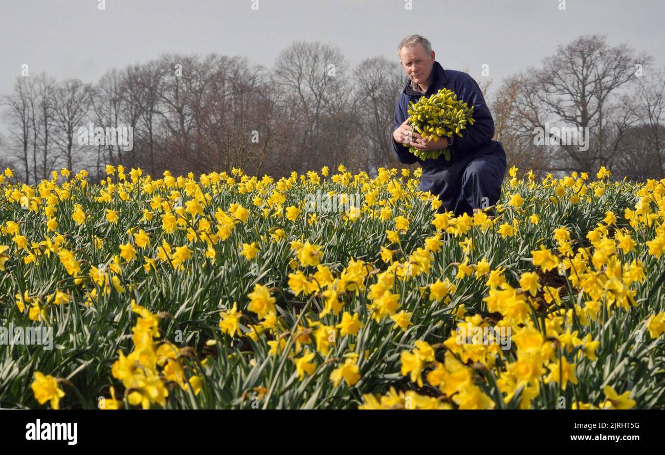 SPRING IS IN THE AIR. NURSERYMAN JONATHEN PARRETT PICJKS HIS CROP OF ...