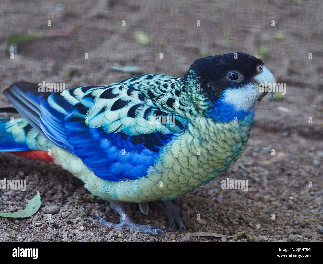 Delightful charming Northern Rosella with bright eyes and resplendent plumage. Stock Photo