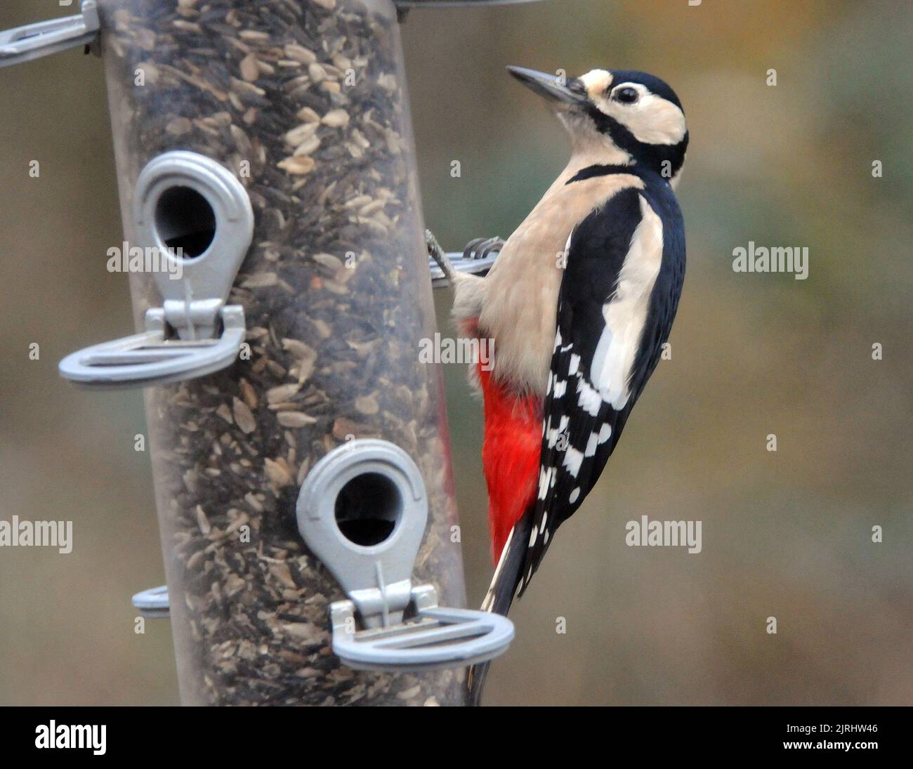 A GREATER SPOTTED WOODPECKER ON A FEEDER , RINGWOOD, HANTS. PIC MIKE WALKER 2012 Stock Photo