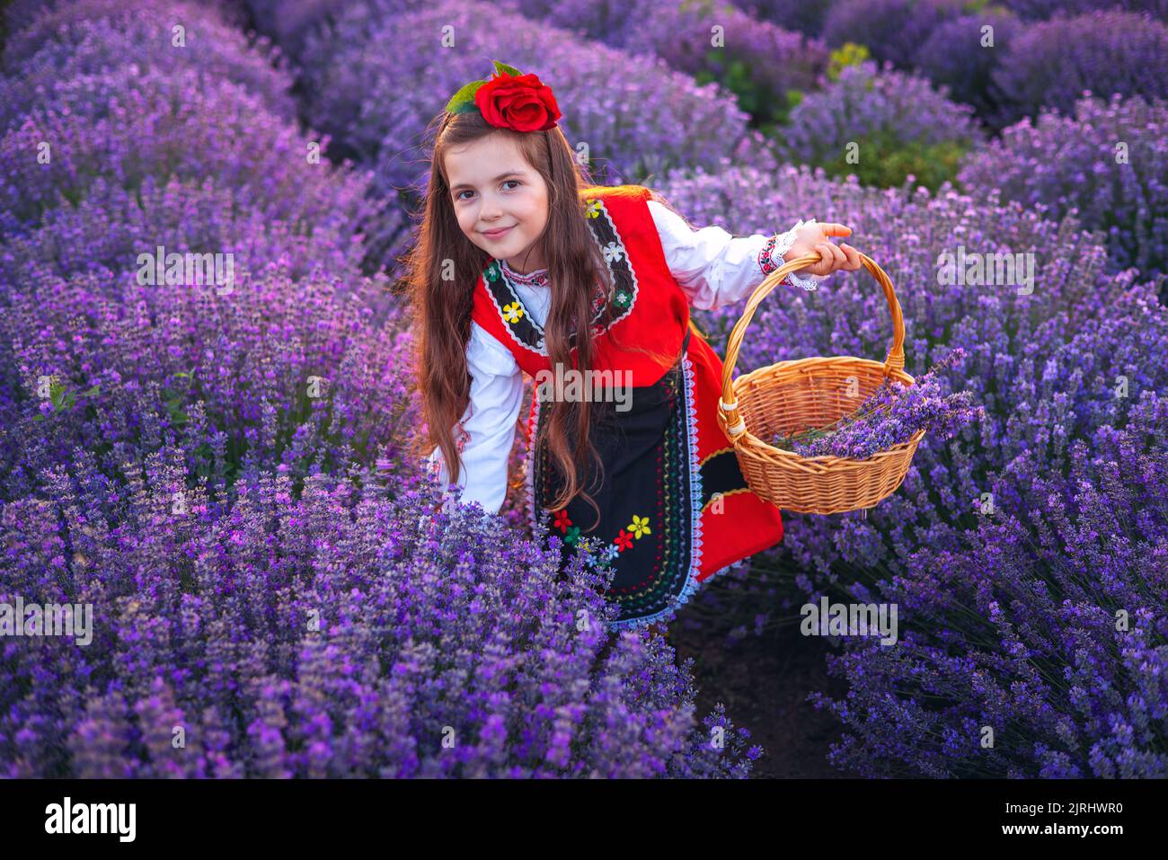 Bulgarian woman in traditional folklore costume picking lavender in basket during sunset. Young girl in a field. Stock Photo