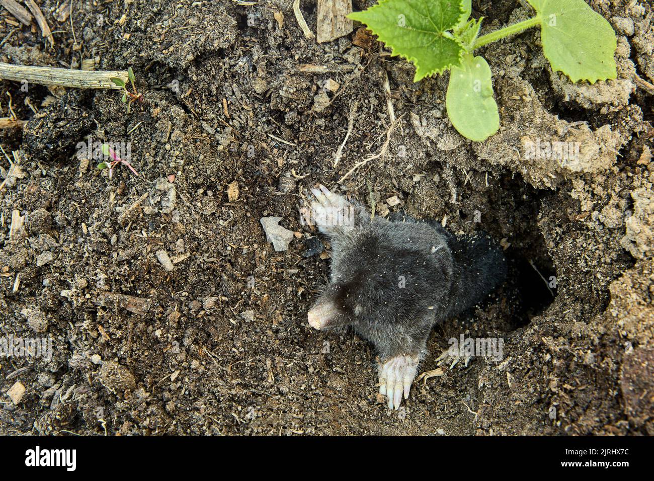 Mole dug molehill in kailyard, garden pest crawled out of ground Stock ...