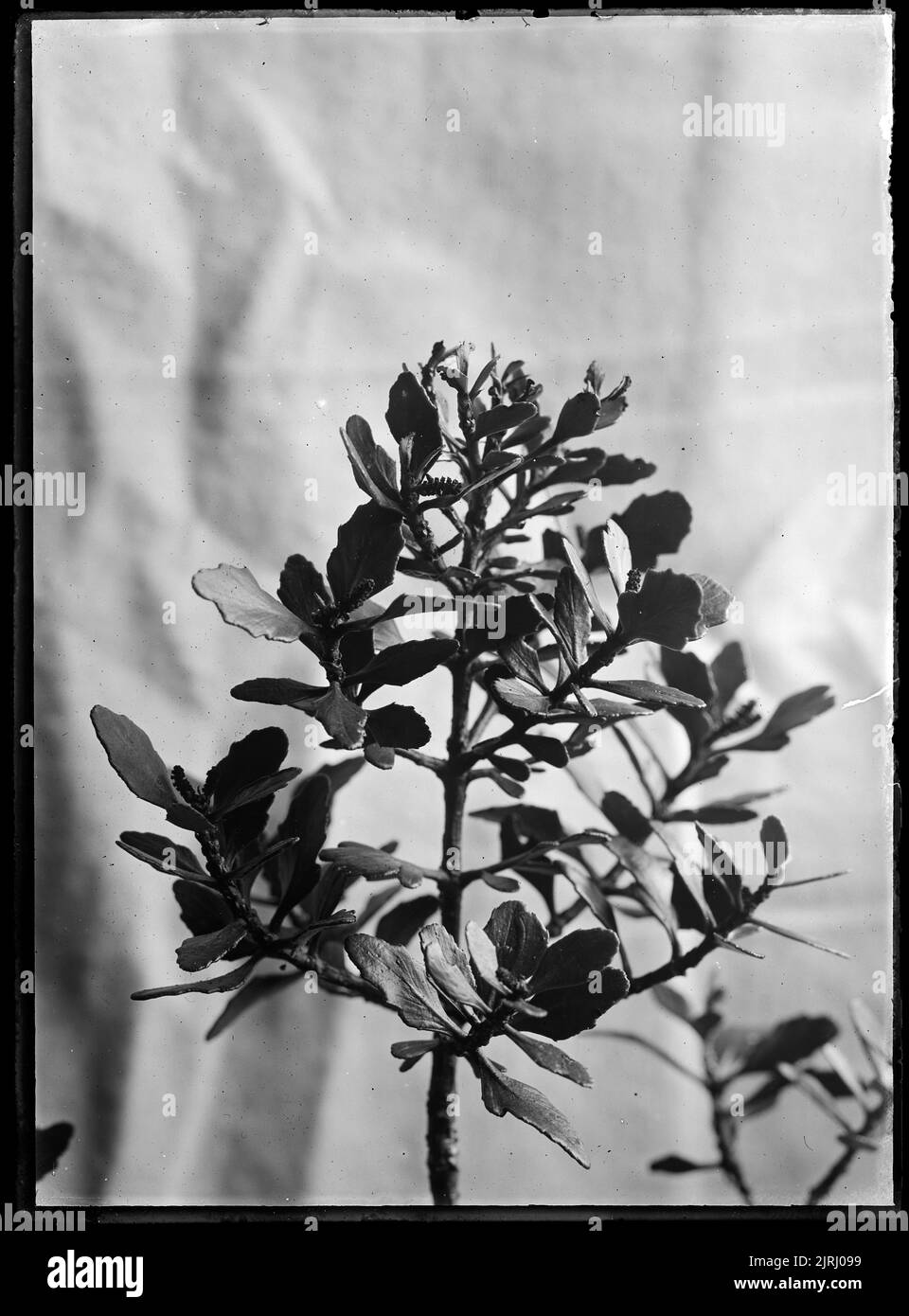 Phyllocladus alpinus or Mountain Toatoa, circa 1910, by Fred Brockett. Stock Photo