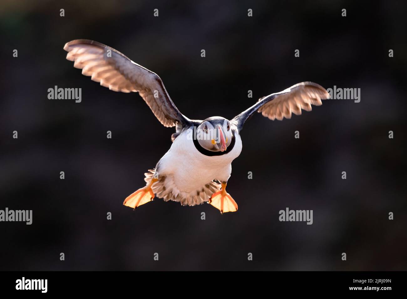 An Atlantic Puffin (Fratercula artica) coming in to land, backlit against shadowy hillside by golden evening light, Skomer Island, Wales Stock Photo