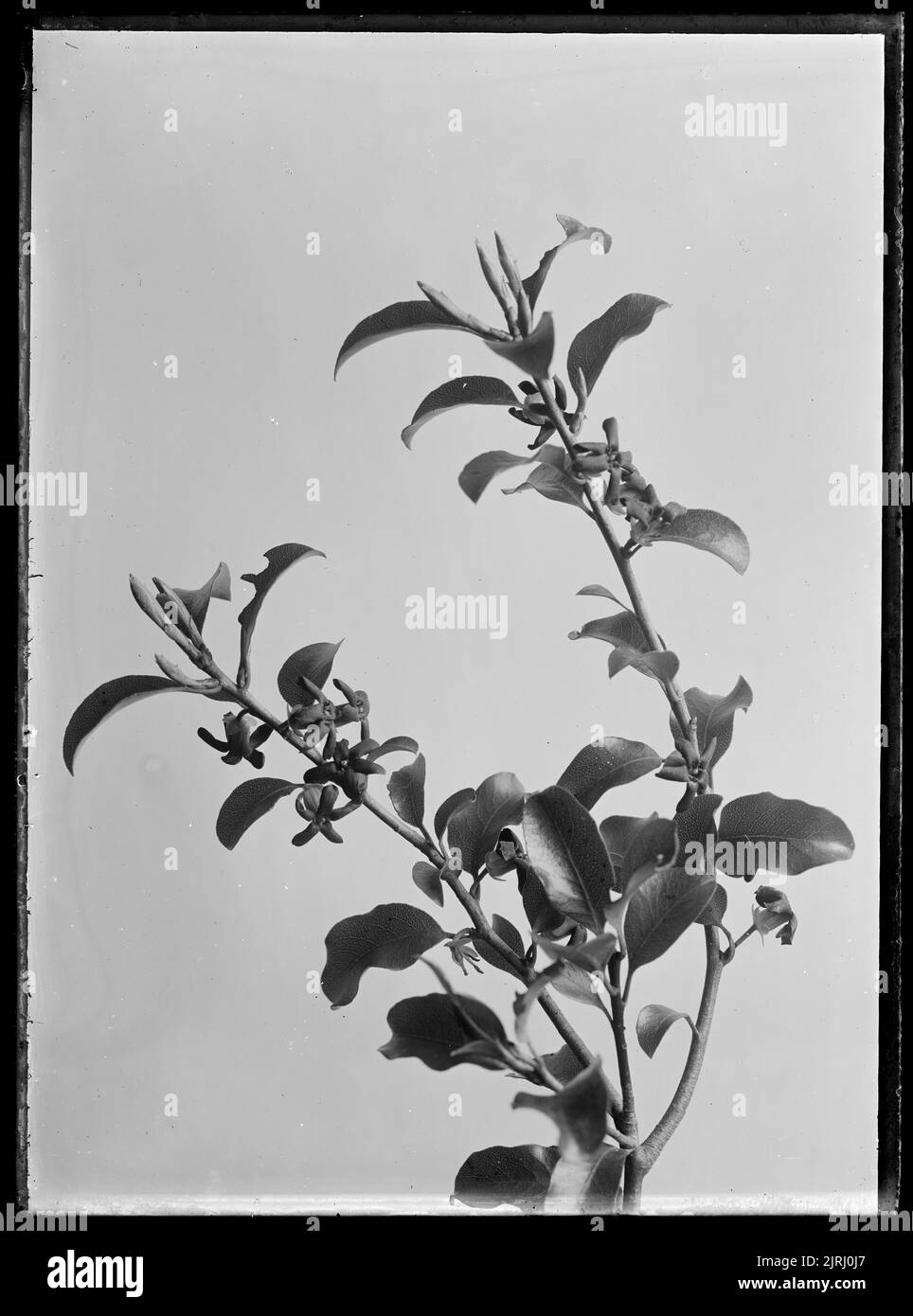 Pittosporum, circa 1910, by Fred Brockett. Stock Photo