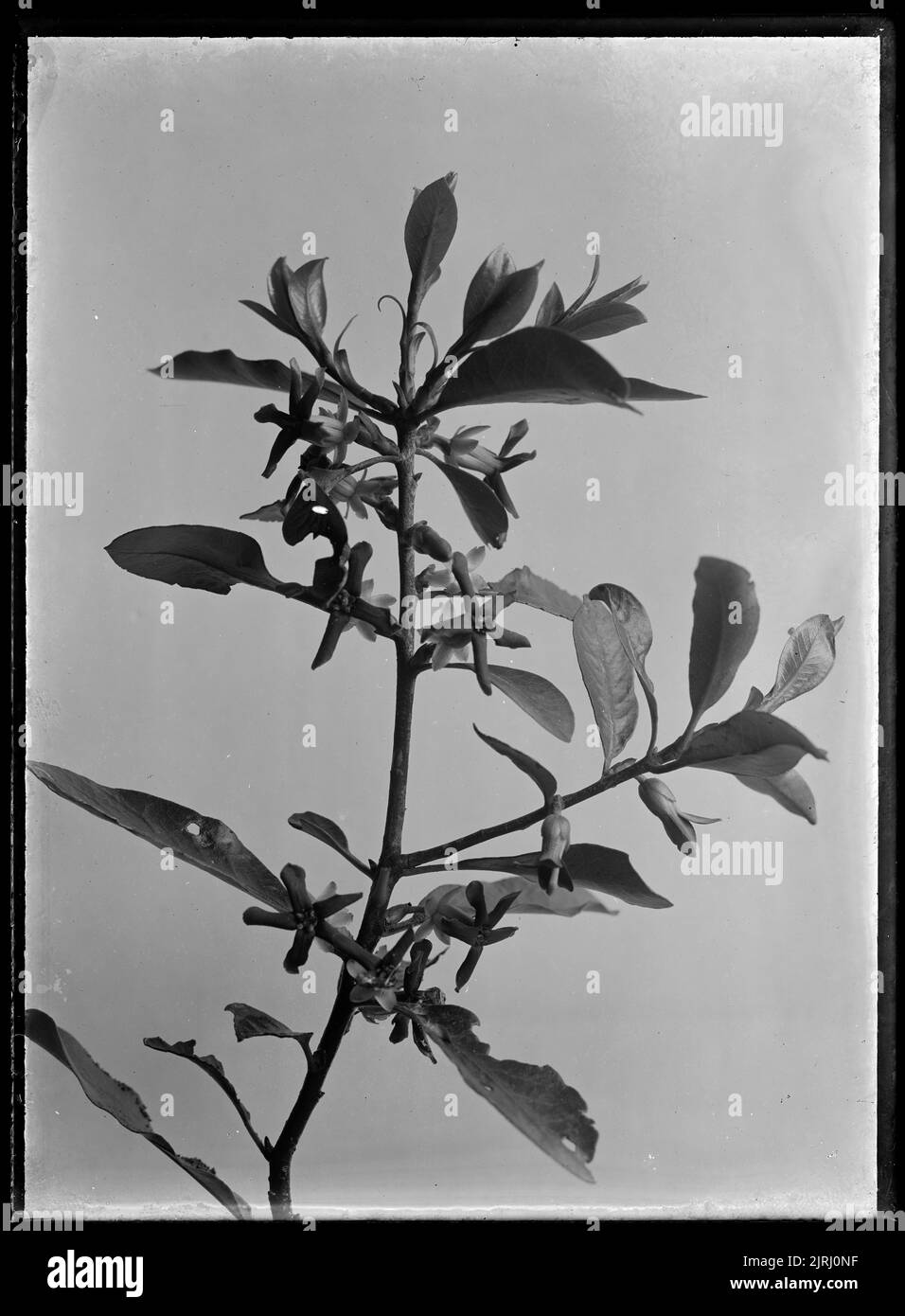 Pittosporum, circa 1910, by Fred Brockett. Stock Photo