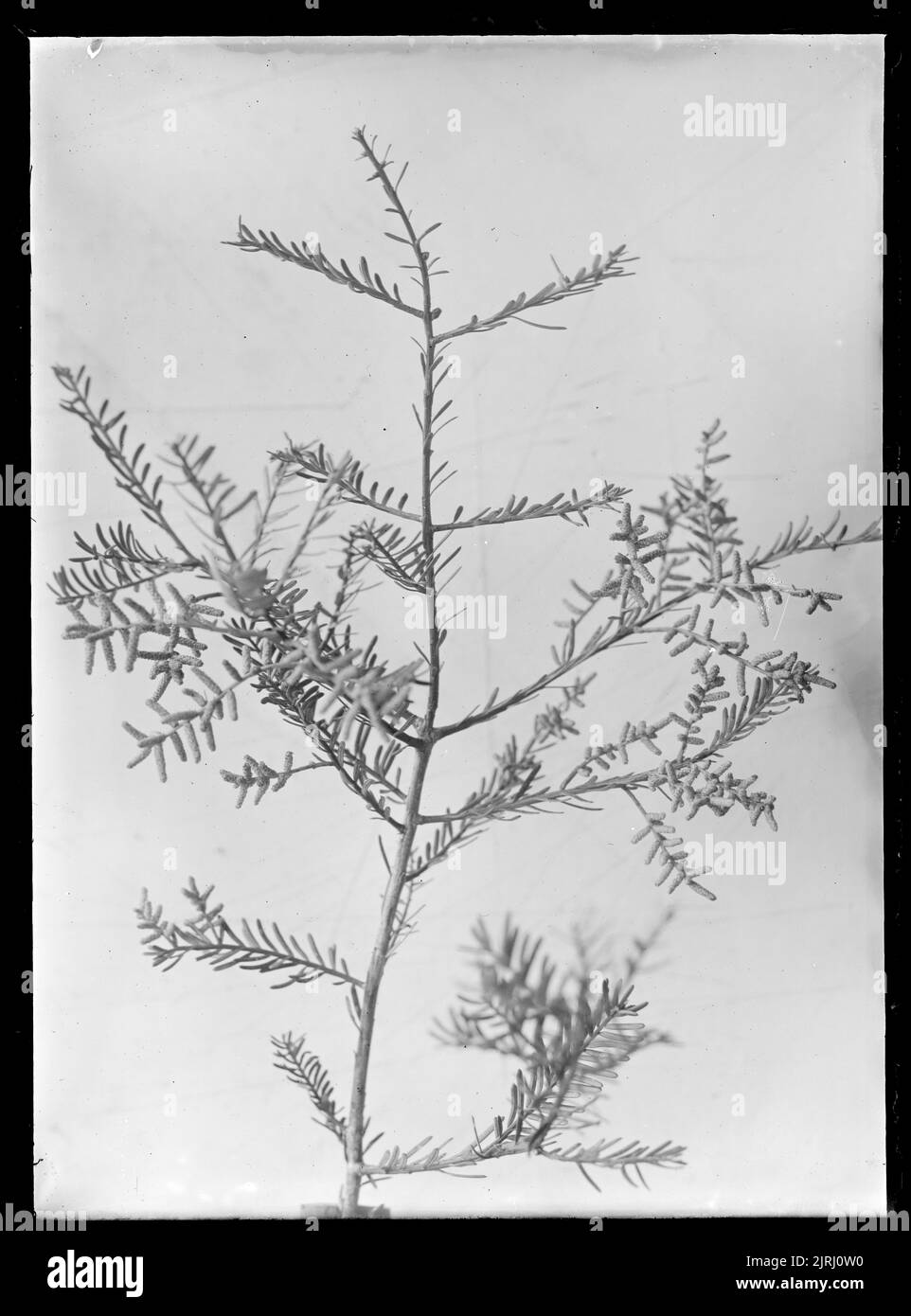Podocarpus spicatus, circa 1910, by Fred Brockett. Stock Photo