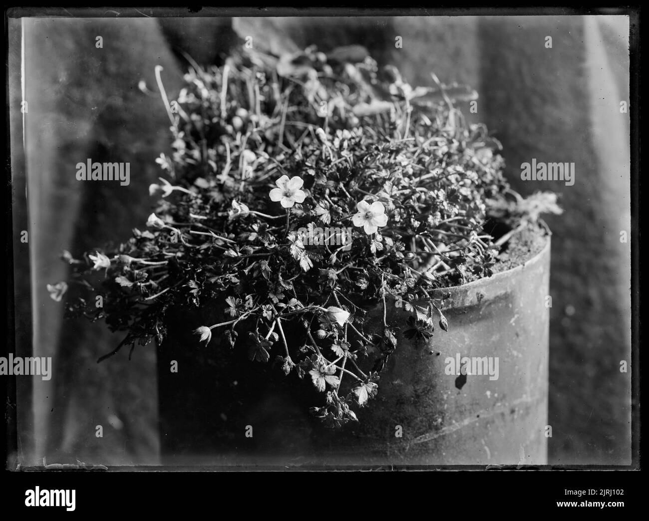 Geranium, circa 1910, by Fred Brockett. Stock Photo