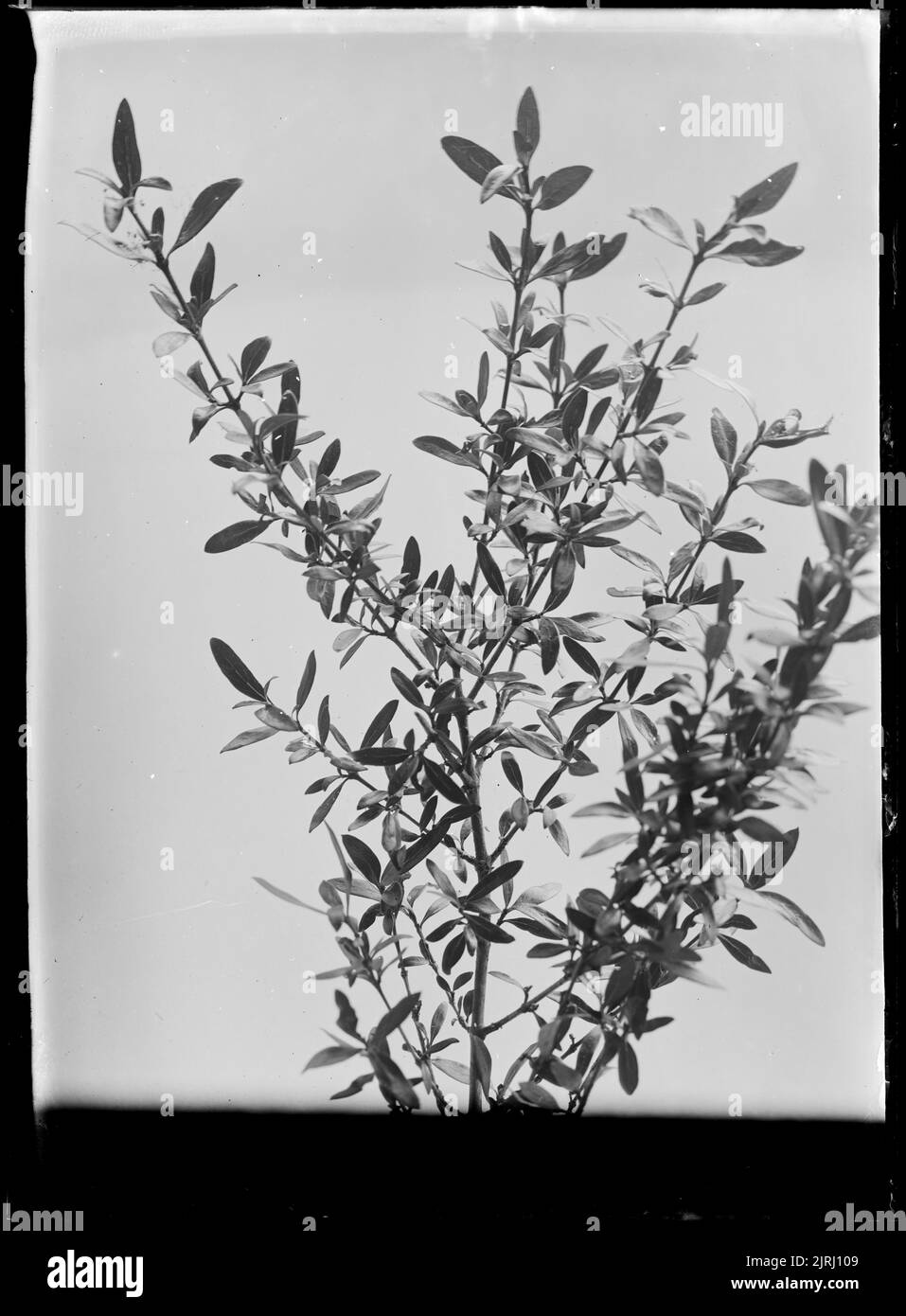 Coprosma propinqua, circa 1910, by Fred Brockett. Stock Photo