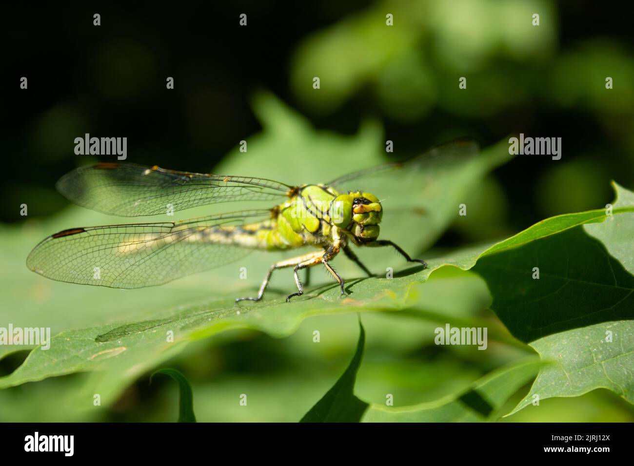 A dragonfly standing on a green plant leaf in the garden in bright ...
