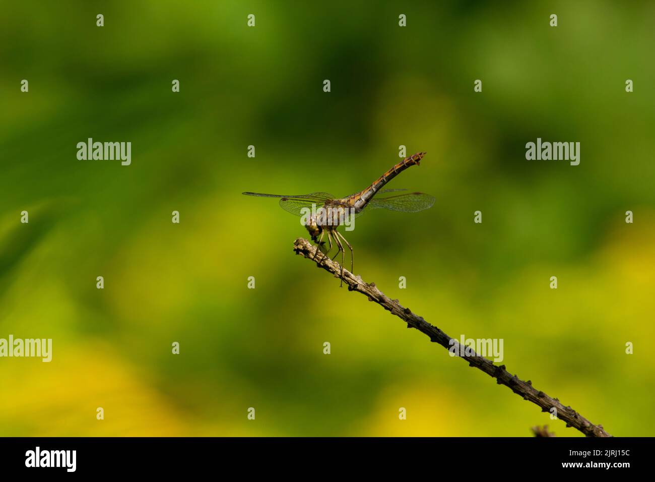 A shallow focus shot of a dragonfly standing on the top of a plant twig ...