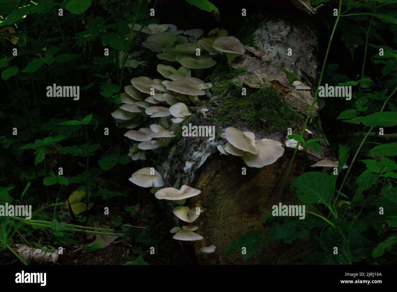 A cluster of wild mushrooms growing on a tree log among green plants in ...