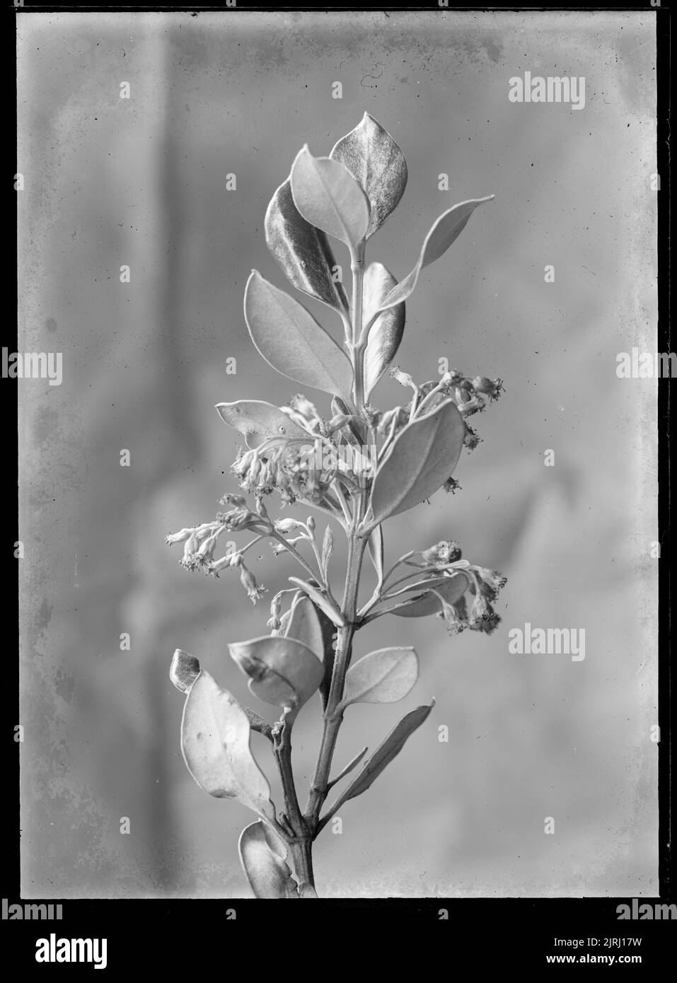 Olearia traversii, circa 1910, by Fred Brockett. Stock Photo