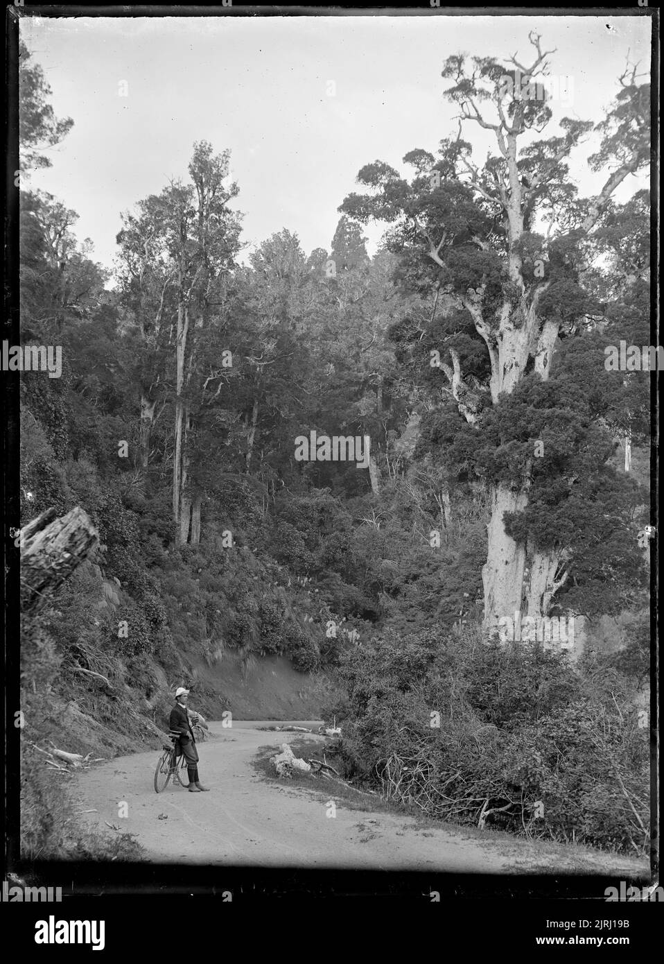 Near Tarawera, Napier - Taupo Road, 1905, by Fred Brockett. Stock Photo