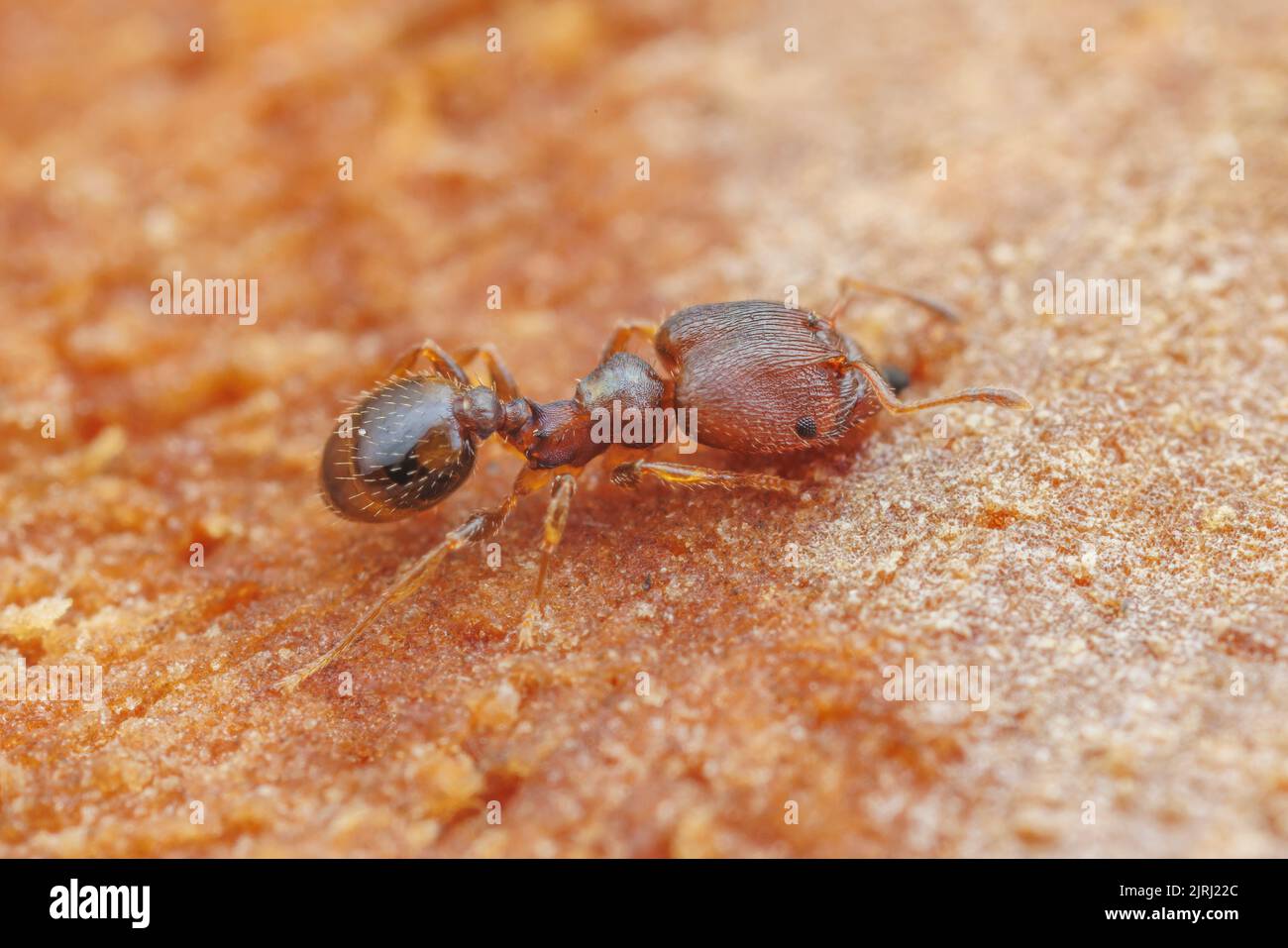 Big-headed Ant (Pheidole metallescens) major worker Stock Photo