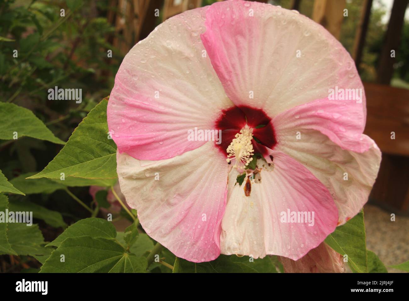Hibiscus Moscheutos (Crimsoneyed rosemallow ) Stock Photo
