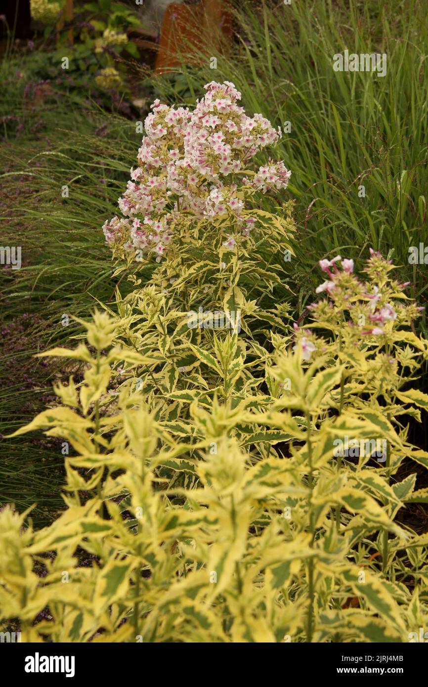 Variegated Garden Phlox (Phlox paniculata 'Nora Leigh') Stock Photo