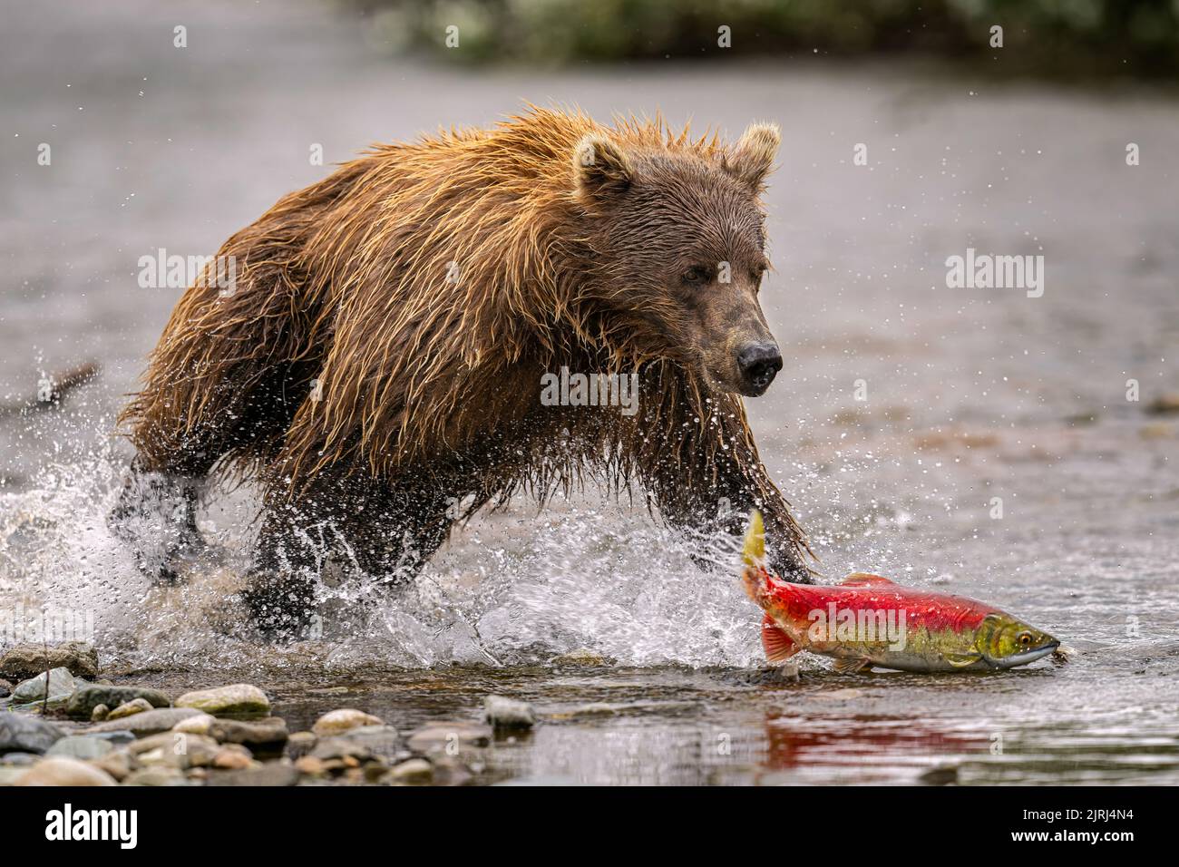 Brown Bear Chasing Salmon Stock Photo
