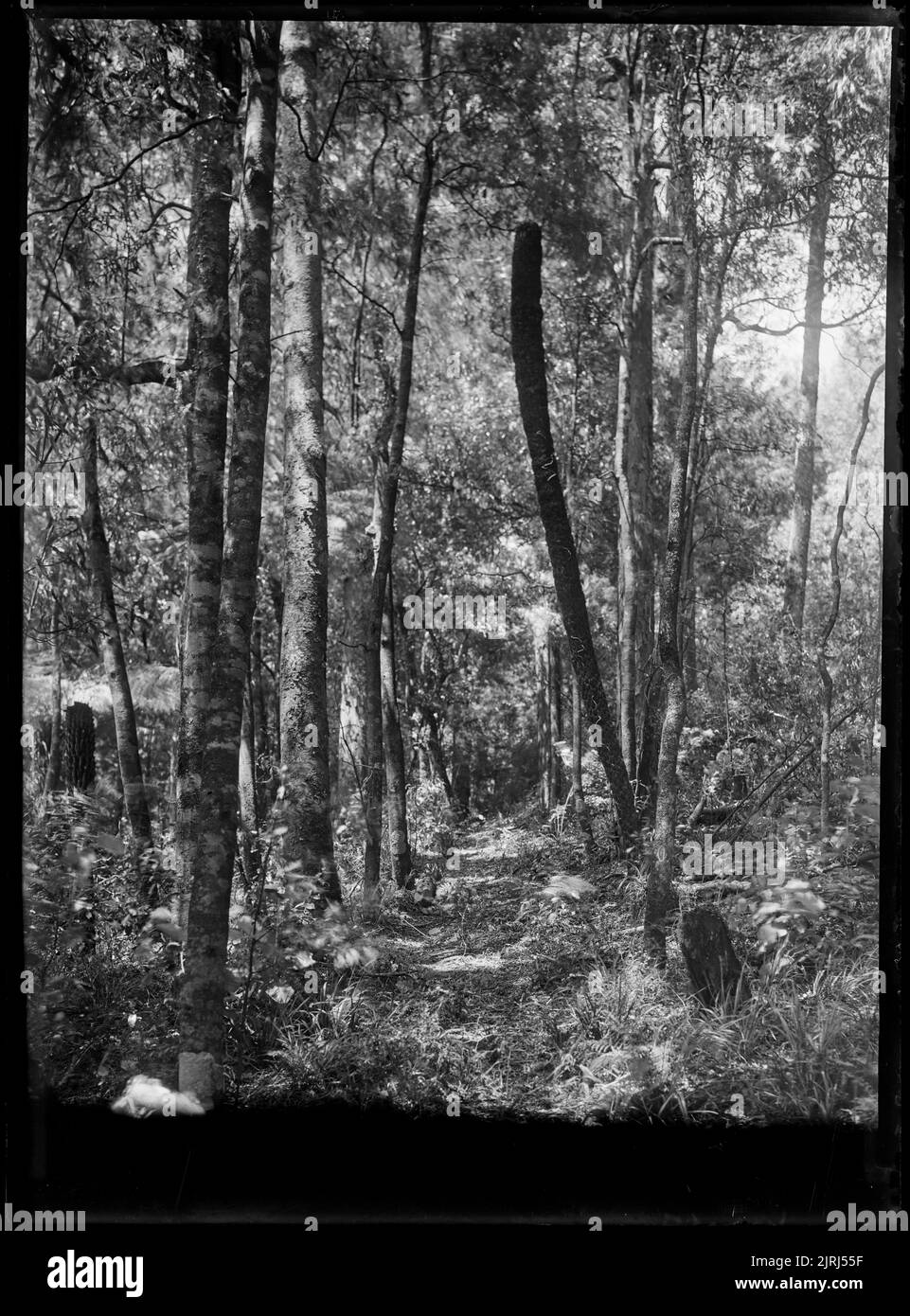 Forest Walkway, circa 1910, by Fred Brockett Stock Photo - Alamy