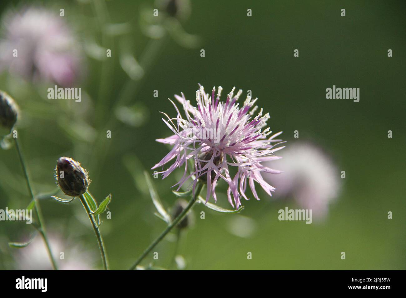 Knapweed flowers in field in Virginia, USA Stock Photo