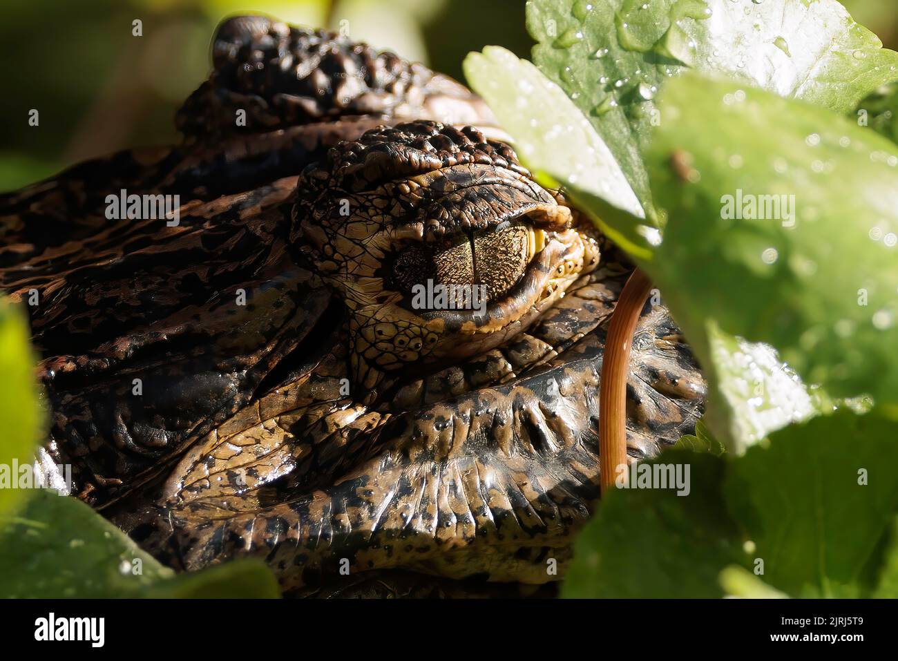 Close-up of an Alligator (Alligator mississippiensis) forehead and eye in Tortuguero river, Costa Rica Stock Photo