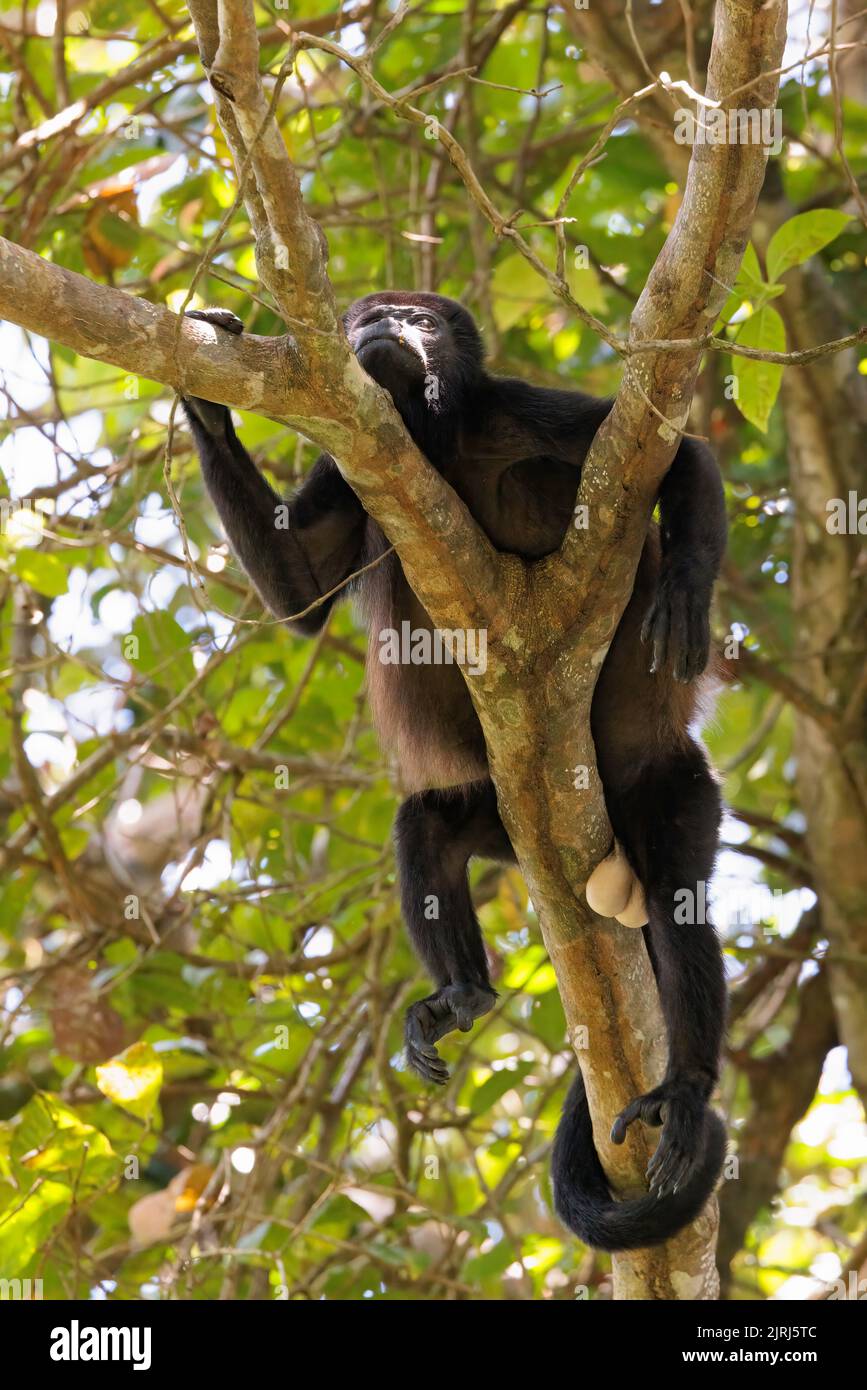 Howler monkey (Simia belzebul) sleeping in a tree in Tortuguero national park, Costa Rica Stock Photo