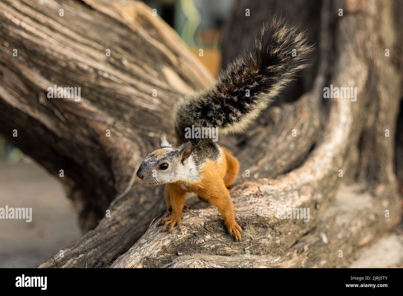 Curious red squirrel (sciurus) on a tree in Tamarindo, Costa Rica Stock Photo