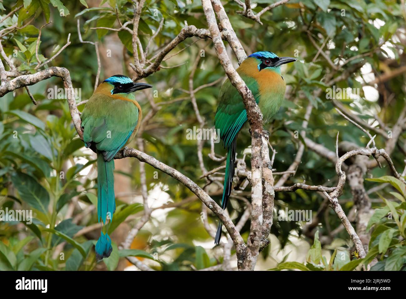 Couple of beautiful Lesson's motmots (Momotus lessonii) perching on branches near Santa Elena cloud forest in Costa Rica Stock Photo