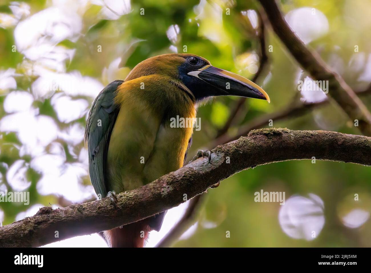 Emerald toucanet (Aulacorhynchus prasinus) perching on a branch in Curi Cancha wildlife refuge, Costa Rica Stock Photo