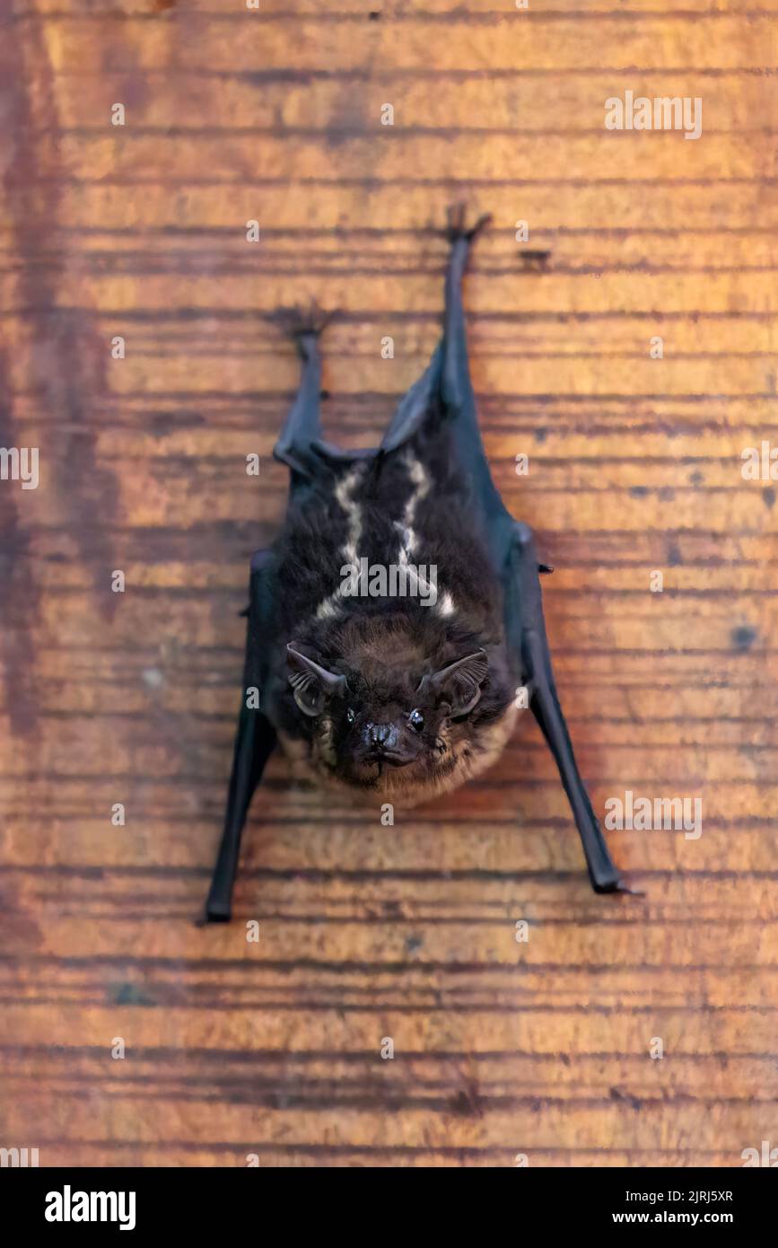 Bat hanging on the wooden door of an open platform apartment near Uvita, Costa Rica Stock Photo