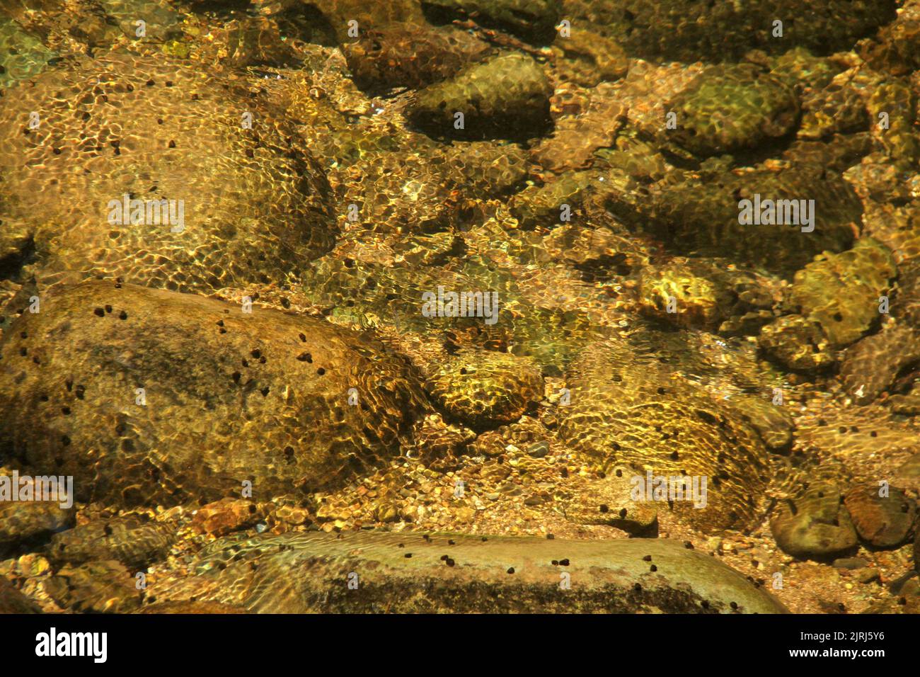Freshwater snails in a creek in Virginia, USA Stock Photo Alamy