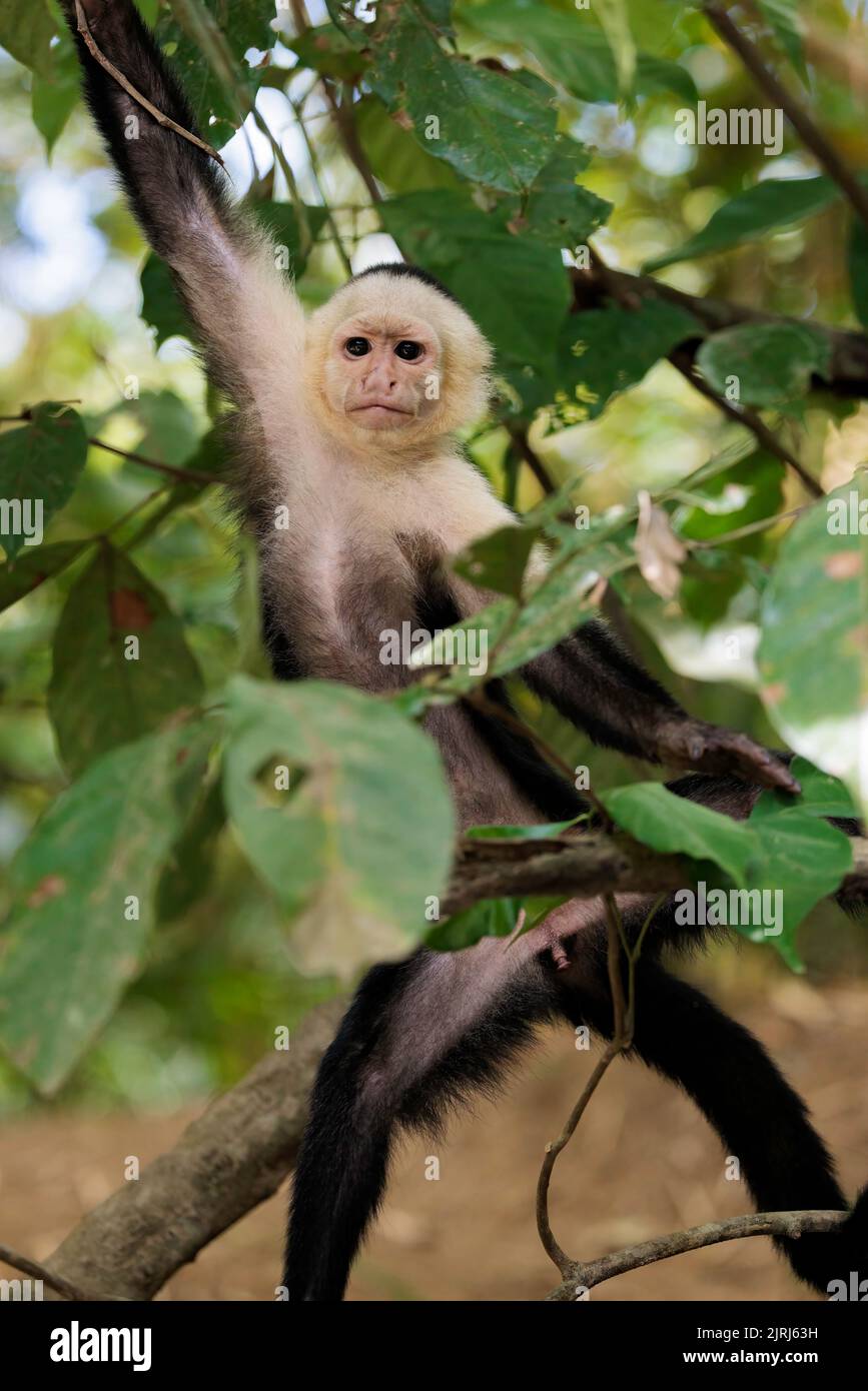Panamanian White-faced Capuchin monkey (Cebus imitator) looking at the camera on the Tortuguero river bank, Costa Rica Stock Photo