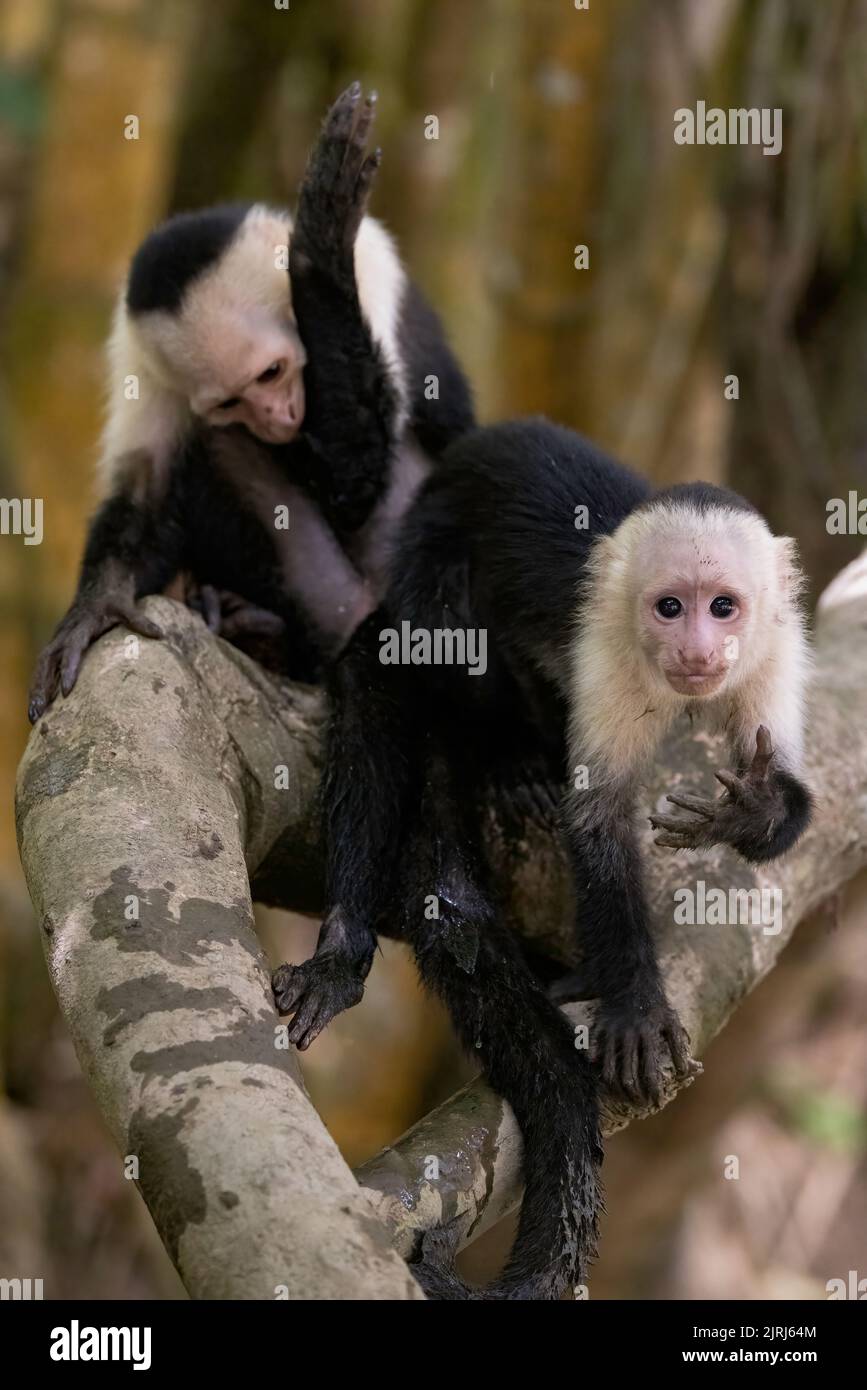 Panamanian White-faced Capuchin monkeys (Cebus imitator) looking at the camera on the Tortuguero river bank, Costa Rica Stock Photo